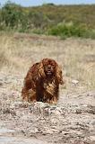 CAVALIER KING CHARLES 049
